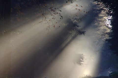 Sunlight through trees Depicting Revelation